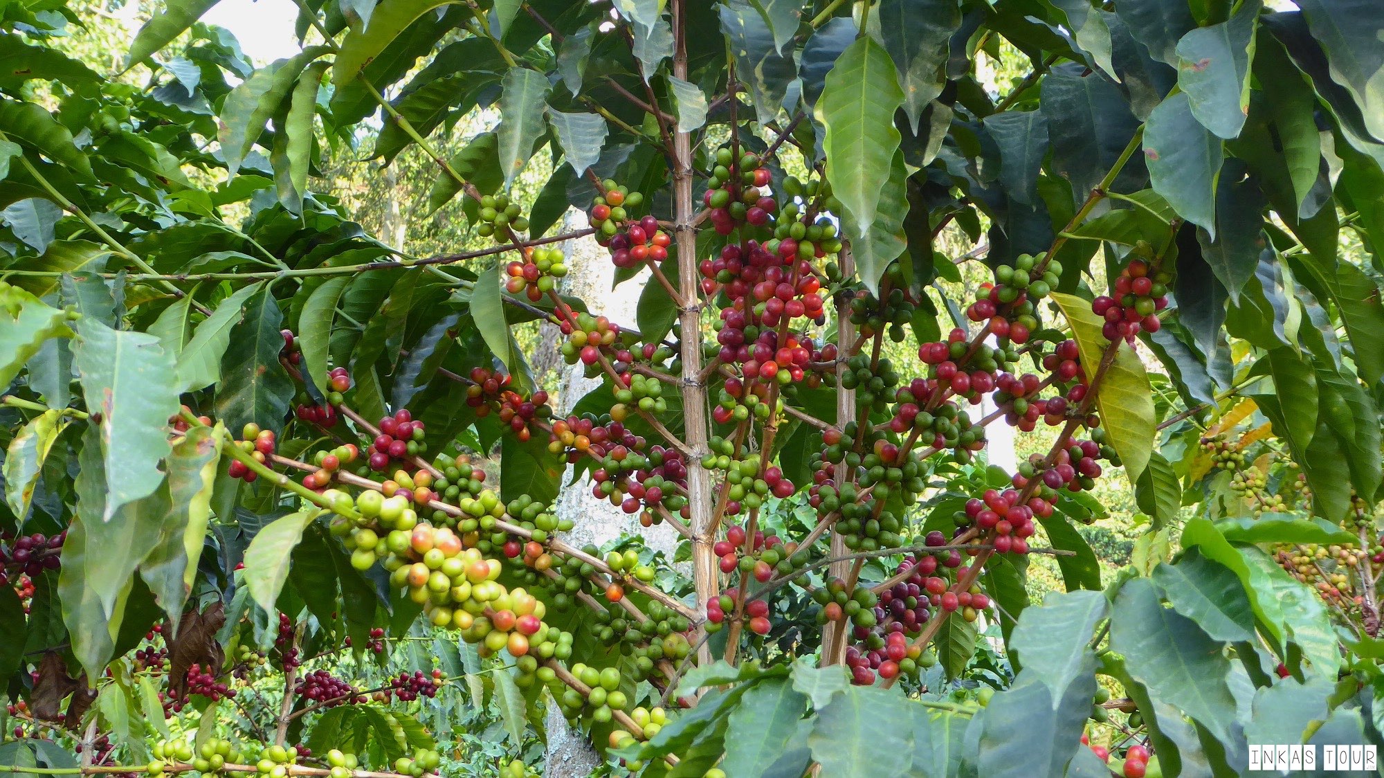 Columbia Coffee Farm Plantation