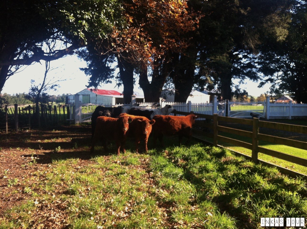 Fielding Livestock market as a Vegetarian