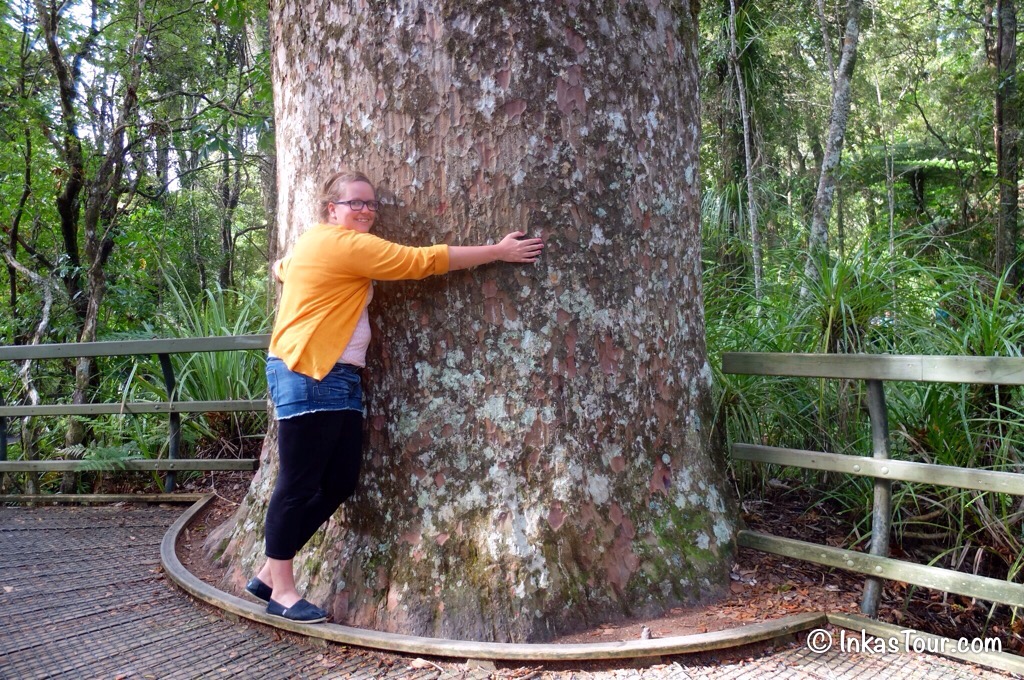 Kauri Tree, Northland, New Zealand