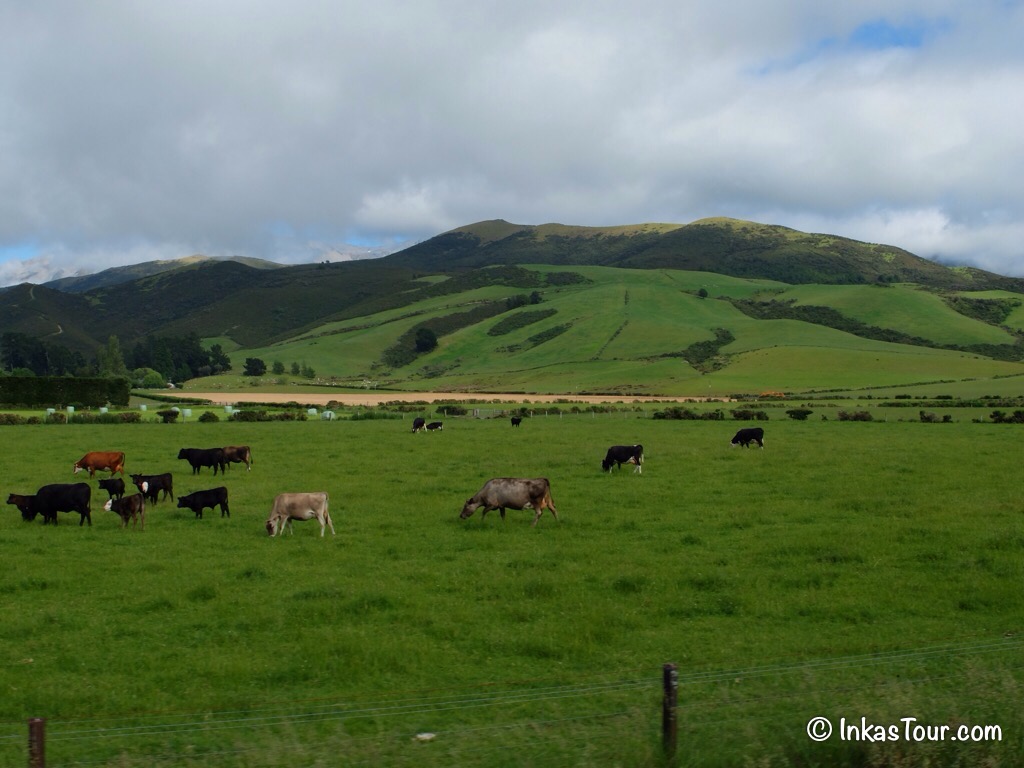 Tranz Alpine Train