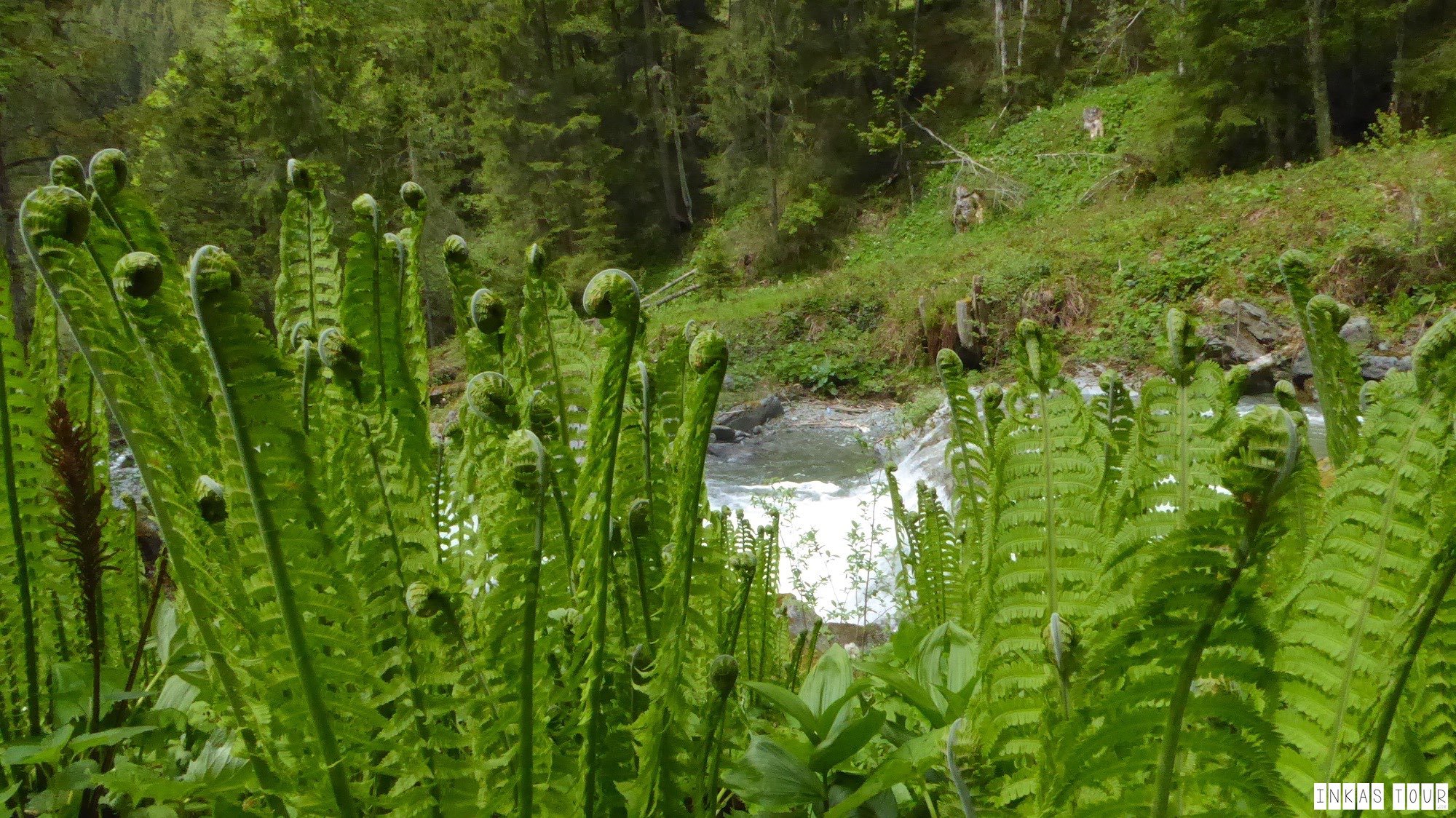  These Fern reminded me of New Zealand, and somehow I felt as if I was transported into a different World.