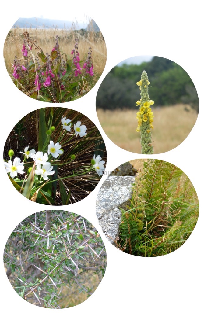 Flowers of Mount Cook National Park