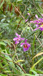 Salkantay Hike Machu Picchu Orchids