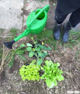 Spring_Flower_Garden_Walk_05