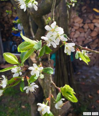 Spring_Flower_Garden_Walk_07