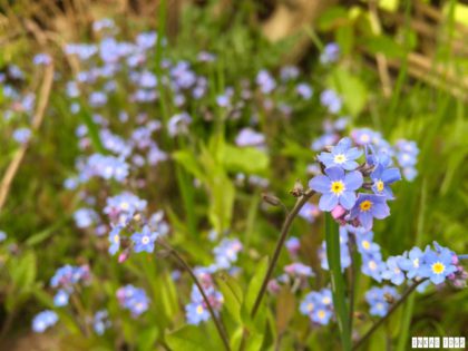 Spring_Flower_Garden_Walk_08