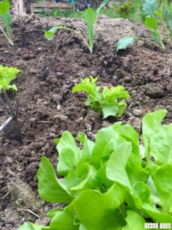 Spring_Flower_Garden_Walk_12