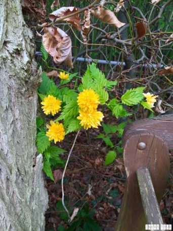 Spring_Flower_Garden_Walk_14