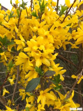 Spring_Flower_Garden_Walk_18