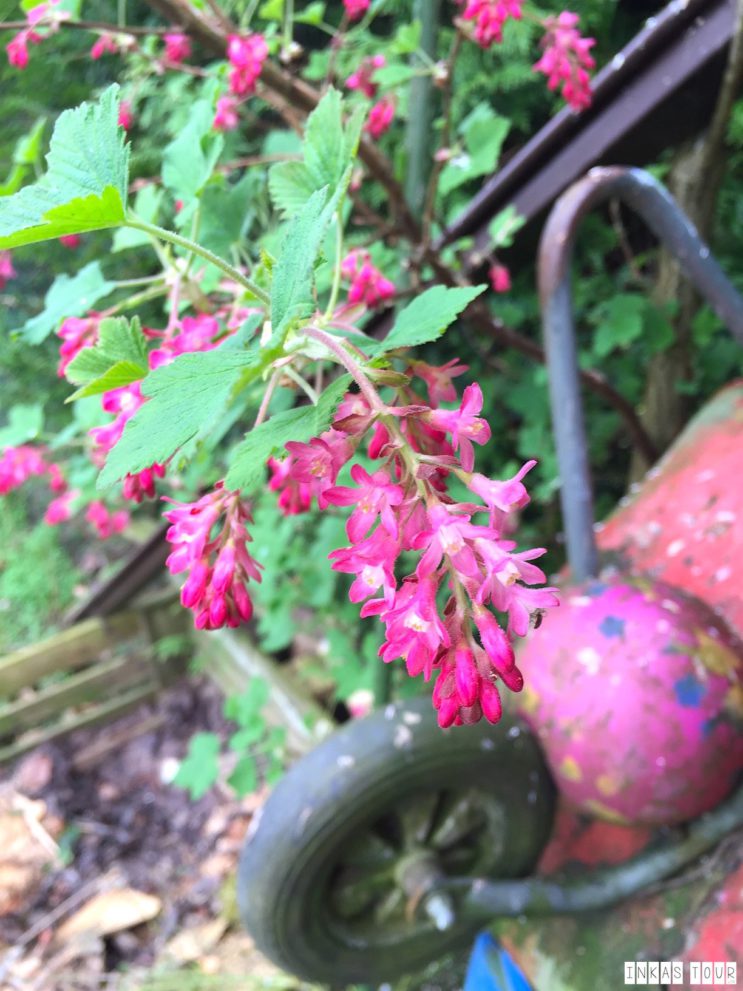 Spring_Flower_Garden_Walk_20