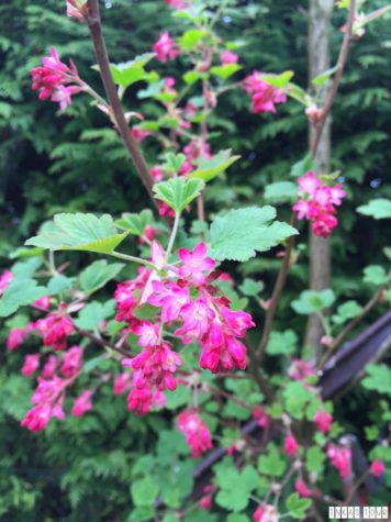 Spring_Flower_Garden_Walk_21