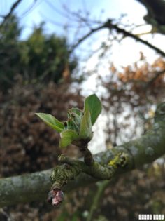 Spring_Flower_Garden_Walk_24