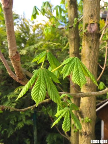 Spring_Flower_Garden_Walk_25