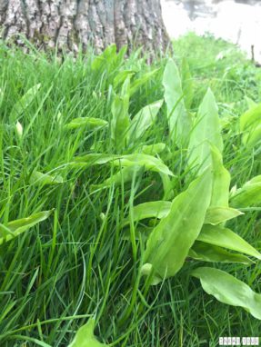 Spring_Flower_Garden_Walk_29