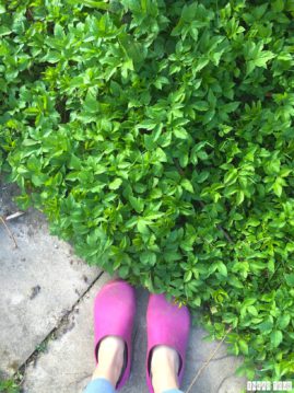 Spring_Flower_Garden_Walk_30