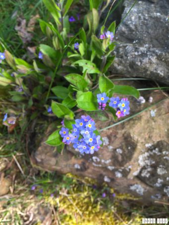 Spring_Flower_Garden_Walk_31