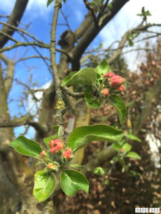 Spring_Flower_Garden_Walk_32