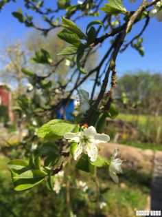 Spring_Flower_Garden_Walk_33