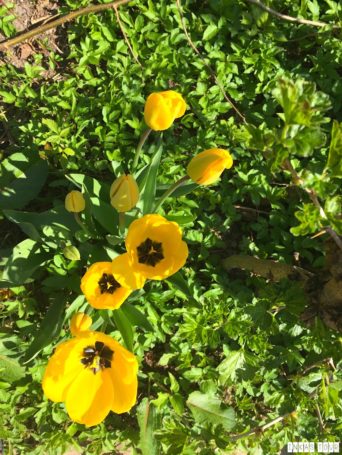 Spring_Flower_Garden_Walk_34