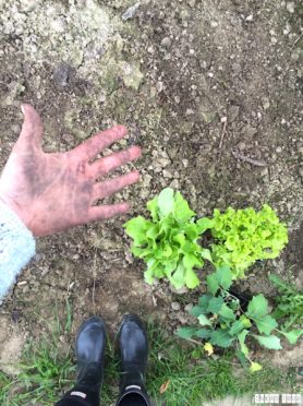 Spring_Flower_Garden_Walk_42