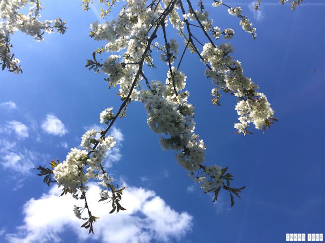 Spring_Flower_Garden_Walk_47