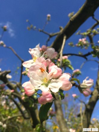 Spring_Flower_Garden_Walk_48