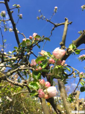 Spring_Flower_Garden_Walk_49