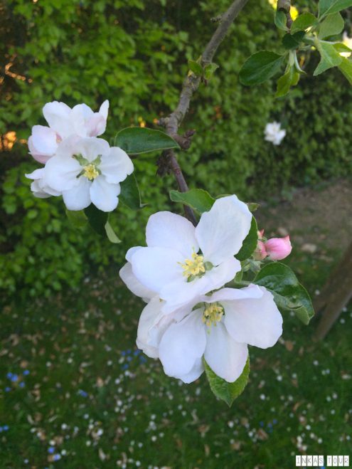 Spring_Flower_Garden_Walk_52