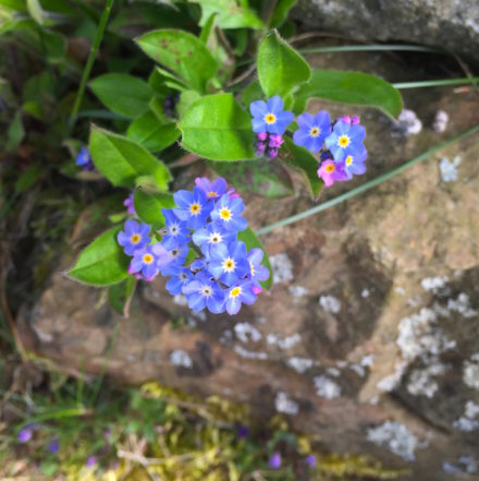 Spring_Flower_Garden_cover